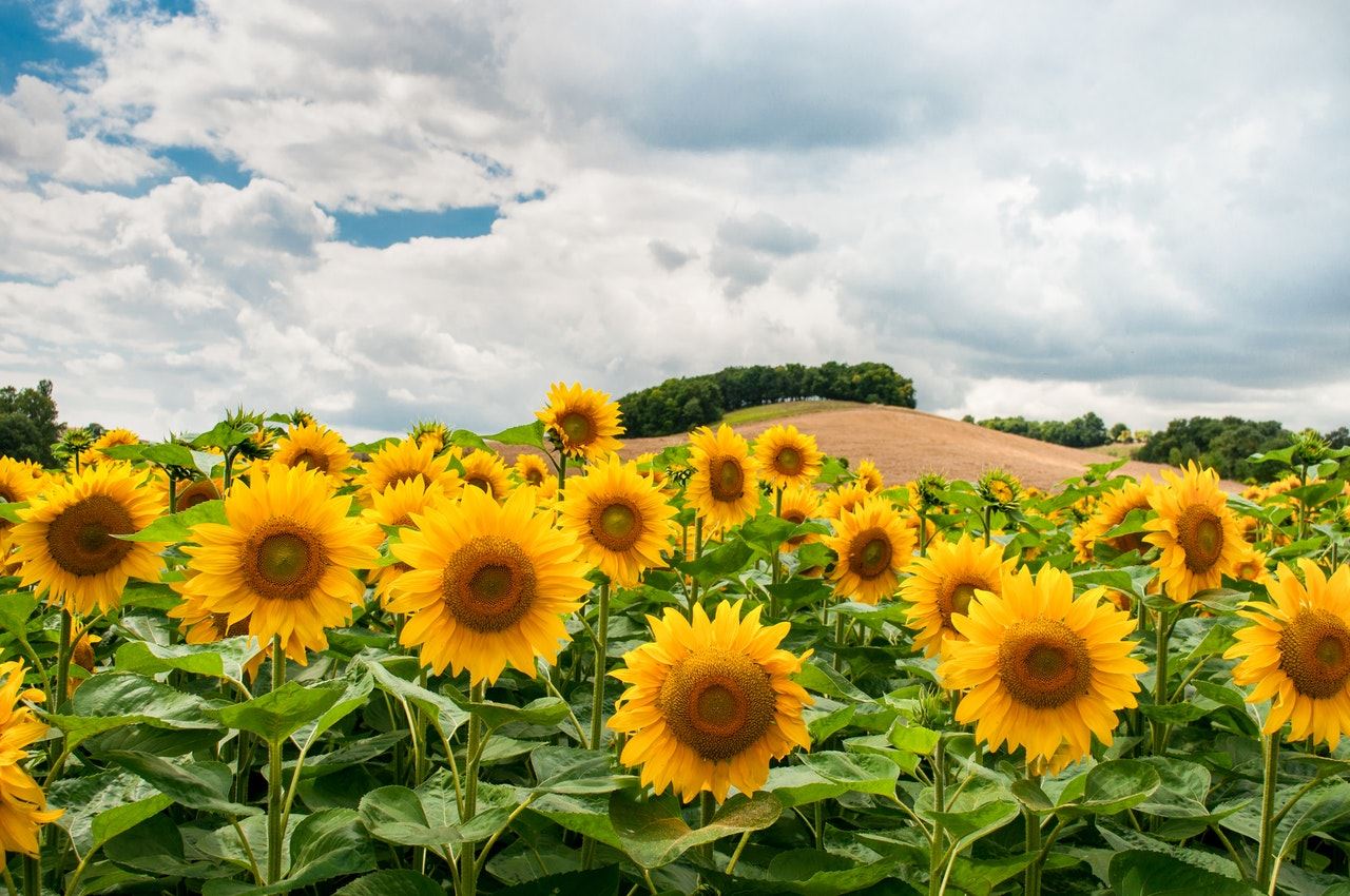 Sunflower field with a blue cloudy sky in the background